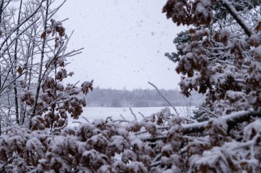 Yumuşak kar ormanı kaplayan ılık kış atmosferi, festival temaları ve sakin mevsimsel pazarlama için ideal pitoresk bir manzara yaratıyor..