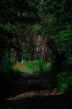 Bereketli çam ağaçlarıyla çevrili sakin orman yolu, canlı yeşillikle keşif yapmaya davet eden gizemli orman yolu, yüksek çam ağaçlarının arasından geçen doğal bir toprak yolu olan sakin sahne, çevre dostu kavramlar için mükemmel..