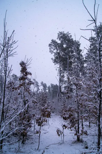 Winter wonderland in rural Ukraine; serene snowfall creates a tranquil forest scene, perfect for holiday and nature themes. Gentle flakes capture winter\'s peaceful solitude.