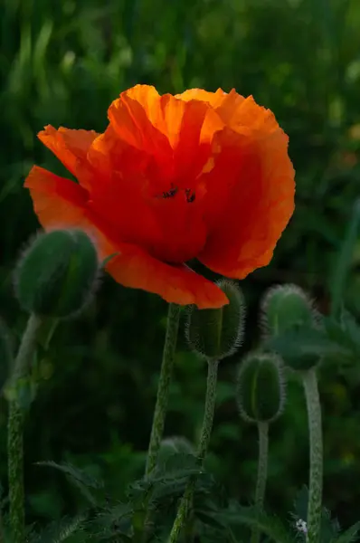 Vibrant orange poppy in bloom, delicate petals against green; Bright symbol of remembrance; Lone poppy basking in dusk light, fiery petals in tranquil greenery.