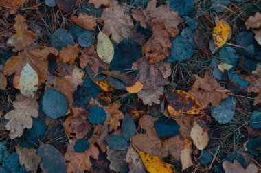 Sonbahar duvar halısı: Düşen yaprakların zengin toprak tonlarında mozaiği, mevsimlerin değiştiğini gösteriyor. Çürüyen yaprakların çeşitli renkleri doğal bir sonbahar battaniyesini boyar. Çürüyen güzellik. Çürüyen yapraklardan oluşan bir halı. Değişen aşamalarda.
