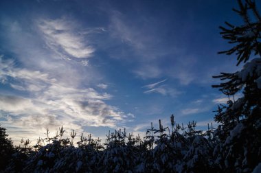 Kış gündoğumu, karla kaplı çam ağaçlarının arasından süzülerek dingin bir ışık yayıyor. Sabahın erken saatlerinde buzlu ağaçların arasından, sakin bir sahne. Şafağın yumuşak parıltısı karlı ormanı aydınlatır..