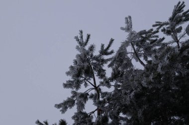 Huzurlu Kış Harikalar Diyarı: Buzla öpülmüş çam dalları yumuşak bir kış göğüne karşı, mevsimin dinginliğinin özünü yakalıyor. Büyüleyici donmuş çamlar, narin kar taneleri, yemyeşil iğneleri süsler, saf güzelliği somutlaştırır..