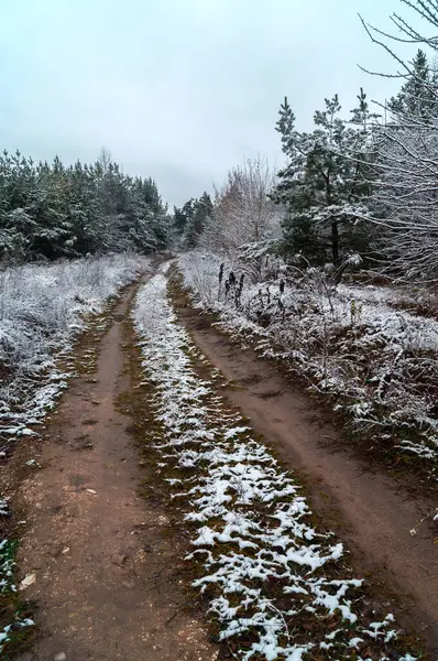 First snow touch: A forest path dusted with the season's first snow, leading through a tranquil evergreen corridor. Winter's trail: A rustic path cuts through a frost-kissed forest, marking the onset of winter's charm.