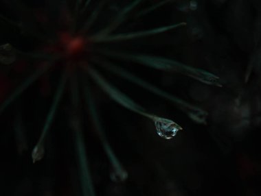 Mystic Dewdrop: Canlı bir çiğ damlası ile sakin, karanlık bir zemin, sükuneti ve doğanın karmaşık ayrıntılarını sembolize ediyor. Çevre ve farkındalık projeleri için mükemmel. Suyun saflığını ve basitliğini vurgulayan bir makro çekim..