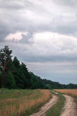 Kırsal yol, bulutlu gökyüzüne karşı altın buğday tarlalarından geçiyor. Fırtınalı bulutların yemyeşil orman ve tarım arazileri üzerinde toplandığı karamsar bir manzara. Fırtınadan önceki sakin kırsal sahne, doğanın dinamik kontrastını gösteriyor.