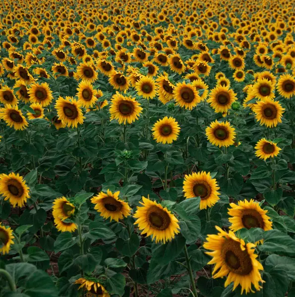 Endless summer vibe with golden sunflowers in bloom. Capture the essence of sunny days with this stunning sunflower field backdrop. Organic sunflower farm, perfect for eco-friendly concepts.