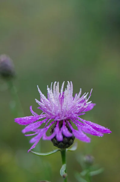 Delicate purple flower with dew-kissed petals, symbolizing nature\'s fragile beauty. A single knapweed bloom adorned with morning dew. Macro of dewy Centaurea, capturing freshness.