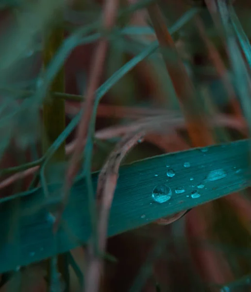 Enigmatic macro shot of water beads on a single grass blade, exuding mystery and depth. Dew drops cling to emerald foliage, a testament to the serene beauty of the natural world. Intimate glimpse of morning dew on grass, invoking peaceful solitude.
