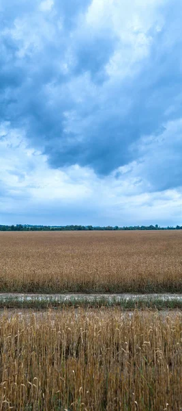 Moody Sky over Harvest-Ready Wheat: A Pre-Storm Stillness in Brusyliv. Impending Storm Over Golden Fields: The Quiet Before the Harvest in Ukraine. Dramatic Clouds Looming Above Ripe Wheat: A Captivating Rural Ukrainian Landscape.
