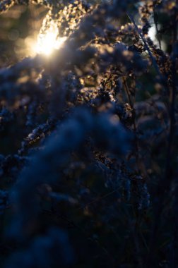 Gün batımı Fısıltısı: Solan güneşin altında narin, buz tutmuş öpücükler, huzurlu bir tefekküre davetiye çıkarıyor. Akşam Kıpkırmızı Parıltısı: Alacakaranlık doğanın narin çiçeklerine serin bir kucaklama. Alacakaranlık Yumuşak Dokunuş: Yumuşak günbatımının altında donmuş kır çiçekleri.