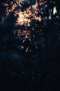 Enigmatik Karanlık: Gölgelerin büyüleyici dansı ve alacakaranlık bitkileri arasındaki ışık. Gizemli Alacakaranlık: Batan güneşin fısıldayan kır çiçeklerinde dokumasının cazibesi. Alacakaranlıkta Fısıltılar.