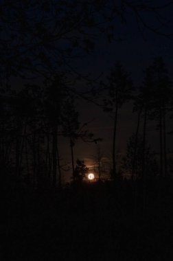 Gökyüzünde bir senfoni, yükselen ay geceyi aydınlatıyor, ormanın siluetiyle uyumlu hale getiriyor. Rahatlamak ve derin derin düşünmek için sakin bir zemin. Ay 'ın silueti ağaçlarla serenat yapıyor. Gece draması sahnesi yaratıyor..