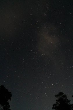 Yıldız büyüsü, siluetli ağaçların üzerinde kozmik mücevherlerle dolu bir gökyüzü. Evrenin sınırsız güzelliğine Dünya 'nın bakış açısından bakın. Astronomların cenneti: Samanyolu 'nun kavisi tarafından noktalanan gecenin karanlık tuvali.