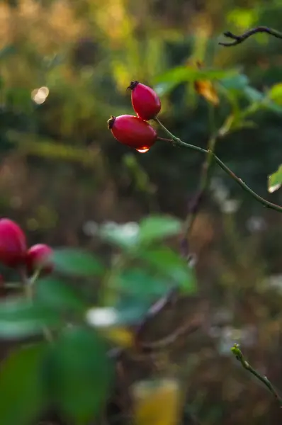 Vibrant rose hips in the golden light of autumn, a symbol of nature\'s bounty. These bright berries are not only beautiful but also packed with health benefits. Wild rose hips glowing at sunset, a touch of wild beauty in the twilight.