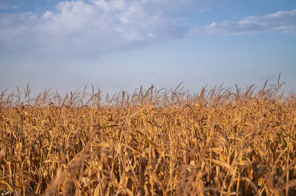 Autumn Harvest: Ripe cornfield stretching under a vast blue sky, symbolizing abundance. Golden Crop Skyline: Golden hues of corn ready for harvest. Harvest Time: A sea of golden corn swaying in the breeze.