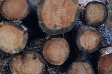 Autumns Timber Trove - Kütük uçları Zhytomyrs 'in yenilenebilir ormanlarının yıllık halkalarını gösteriyor. Sürdürülebilir Hasat Ekranı - Yığılmış kayıtlar Ukrayna sonbaharında doğa ve sanayiyi dengeliyor.