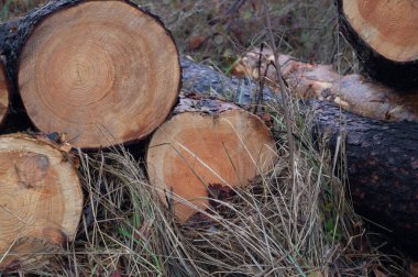 Orman Hasadı Ukrayna 'nın sürdürülebilir ormanlarındaki testere kayıtları. Orman Kerestesi Detayları - Kütükteki yaşam tarihi sona erer. Sonbahar Kereste Dokusu - Yıllık ahşap toplama döngüsü.