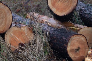 Oduncunun Kasım Mirası - Ukrayna 'nın sonbaharında ağaç kesimi. Elementlerin Ortasındaki Kereste - Mevsimlik Orman İşleri. Sonbahar Orman Ayrıntıları - Ağaç kabuğu dokusu ve kütük kesimleri.