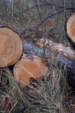 Autumn Logging Scene - Ukrayna 'nın sonbahar çalılıklarında ağaç kesimi. November 's Forest Vereld - Sisli Zhytomyr' de ahşap desenler. Sonbaharda Tahta Yuvarlak - Sonbahar yaprakları arasında Kütükler.