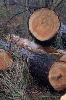 Şafak vakti ormancılık - Ukrayna 'da taze kesilmiş kütüklerle puslu bir sabah. Kereste dokusu - Ayrıntılı ağaç halkaları ve ağaç kabuğu. Sonbaharda ağaç hasatı Sonbaharda kesilen odunların ılık tonları.