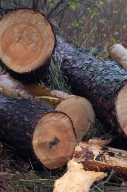 Orman Kereste Bölümü - Ukrayna 'da ayrıntılı ahşap tahıl ve sonbahar ihtişamı. Zhytomyr 'de sonbahar hasadı mevsimlik ağaç kesimi. Ağaç Ağacı Ayrıntıları - Ağaç halkaları ve orman arkaplanı.