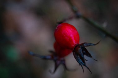 Doğanın Ruby 'si: canlı kırmızı bir dut çiğ ile parlar, bir tutam renk. Ormanın Mücevheri: Tek bir böğürtlen, ormanın değerli mücevheri. Kış Berry: Uyuyan ormanda parlaklık.