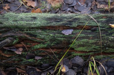 Ebedi Çürüme: Yosunlarla kaplanmış bir kütük doğa ve zamanın hikayesini anlatır. Doğanın Paleti: Canlı yosun ve yapraklar ormanın sanatını gösteriyor. Yosunlu Uyku: Bir ağacın hayat döngüsünde dinlenmesi.
