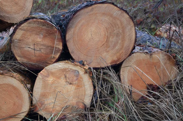 Ormanın Ritimleri - Ukrayna 'daki kütükler büyümenin yıllarını anlatır. Timber 's Timeless Tale, Woodland Chronicles' ın çapraz bölümleri. Ormanda Sonbahar Hasadı - Kereste yığınının dinginliği.