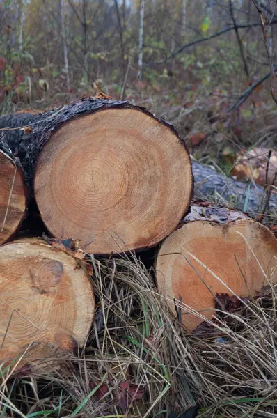 Sonbaharın Ahşap Diskleri - Orman ortamında ayrıntılı ağaç halkaları. Full Swwing 'deki ormancılık - Kasım ormanındaki canlı kereste. Doğadaki Dilimler - Ağaçların Hayat Öyküsü.