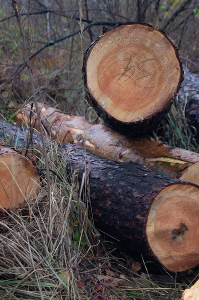 Şafak vakti ormancılık - Ukrayna 'da taze kesilmiş kütüklerle puslu bir sabah. Kereste dokusu - Ayrıntılı ağaç halkaları ve ağaç kabuğu. Sonbaharda ağaç hasatı Sonbaharda kesilen odunların ılık tonları.