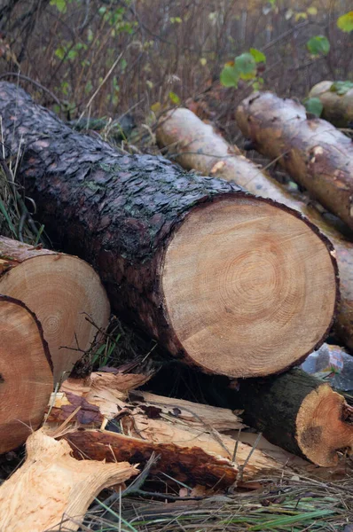 Doğal Yaşam Alanında Kereste - Ukrayna sonbaharında bir orman zeminine karşı taze kesilmiş kütükler. Sylvan Hasat - Sert kesimli kereste Sonbaharda yumuşak orman zeminiyle buluşur.