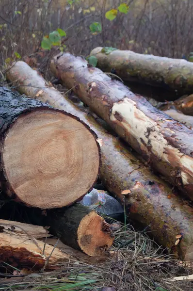 Sonbahar Kereste Yığını - Sony SLT-A35 ile birlikte sonbahar yabanda kesilmiş odunların ham bir ele geçirilmesi. Taze Orman Kütükleri - Kereste ve sonbahar yaprakları Zhytomyr, Ukrayna 'dan.