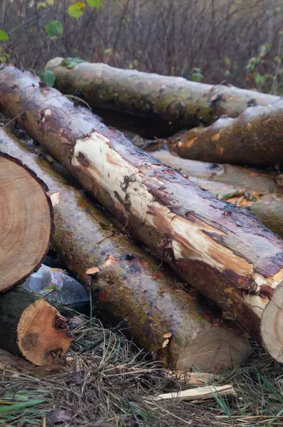 Kırsal Sonbahar Kerestesi - Sisli bir Kasım ormanında taze kesilmiş kütükler, Sony SLT-A35 ile yakalandı. Sürdürülebilir Ormancılık - Zeytinliv 'deki çevre dostu işlemden kalma kereste yığınları.