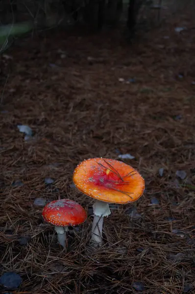 Enchanted Forest Gems: Vibrant mushrooms emerge from the pine-needle floor, a splash of color. Fungi Elegance: Dew-kissed caps epitomize the forest's understory beauty, capturing a moment of tranquility.