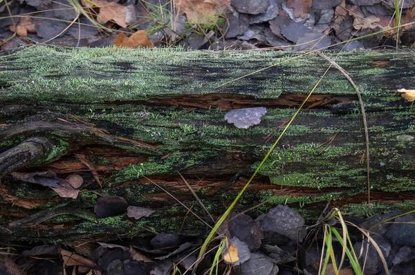 Ebedi Çürüme: Yosunlarla kaplanmış bir kütük doğa ve zamanın hikayesini anlatır. Doğanın Paleti: Canlı yosun ve yapraklar ormanın sanatını gösteriyor. Yosunlu Uyku: Bir ağacın hayat döngüsünde dinlenmesi.