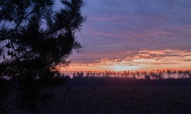 Autumn's intricate details: Sunlit oak leaves reveal the delicate veins of life's past season. Fall's legacy etched in every line: The story of a season captured on a single leaf. Nature's lacework: A close study of a leaf's patterns.