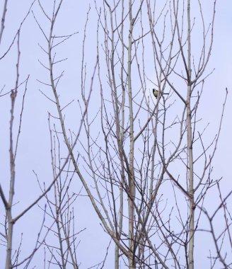 Yalnız kuş kışın yapraksız bir ağaca tünemiş, minimalist bir estetiği çağrıştırıyor. Tek bir kuş, sessiz esnekliği sembolize eden bir ağacın dallarıyla çelişiyor..
