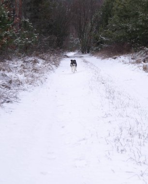 Sadık yoldaş, sahibine kavuşmak isteyen karlı bir patikada hızla koşar. Neşeli köpek kış yolunda koşar, karlı bir günün heyecanını özetler. Bir köpeğin neşesi kışın beyazı boyunca yarışırken saftır, saf bir mutluluk anıdır..