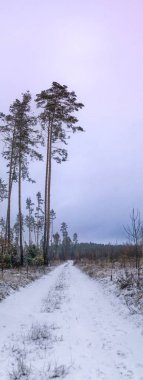 Karlı orman yolu bulutlu bir gökyüzünün altında kışın kucaklaşmasını sağlıyor. Uzun çam ağaçları, karla örtülü sessiz patikayı, sakin bir kış yolculuğunu korur. Kış, yüksek çam nöbetçileri tarafından çerçevelenmiş, karlı bir ray boyunca fısıldıyor..