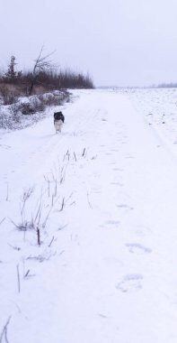 Sadık yoldaş, sahibine kavuşmak isteyen karlı bir patikada hızla koşar. Neşeli köpek kış yolunda koşar, karlı bir günün heyecanını özetler. Bir köpeğin neşesi kışın beyazı boyunca yarışırken saftır, saf bir mutluluk anıdır..