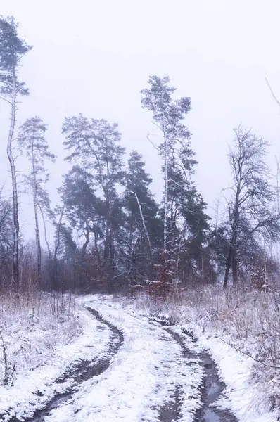 Kış mevsiminde, karla kaplı bir Ukrayna ormanında dolambaçlı bir yol. Karlı bir orman sahnesinde başıboş bir yol, sessiz bir Ukrayna kış masalı. Ukrayna 'daki buzlu orman yolu kışın dinginliğiyle kaplandı.. 