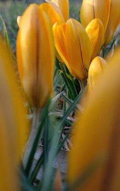 Sarı timsahların canlı yakın çekimi ilkbaharın işareti, yumuşak güneş ışığıyla çerçevelenmiş narin yaprakların arasından süzülen.