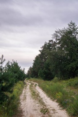 Toprak yol, bulutlu bir gökyüzünün altında yemyeşil bir ormanın içinde kıvrılarak kırsal araziyi ve bitki örtüsünü aydınlatıyor..