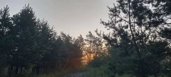 Gün batımı yoğun bir çam ormanında parlar, yumuşak bir gökyüzünün altında, sakin bir ormanlık alanda ağaç siluetleri oluşturur..