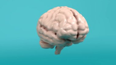 Beyin Sisinin 3B Görselleştirilmesi: Açıklıktan Bilişsel Belirsizliğe Geçiş