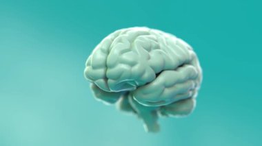 Sakin Sinirsel Ağ Genişlemesi: Zihinsel ve Bilişsel Sağlığın 3B Görselleştirilmesi