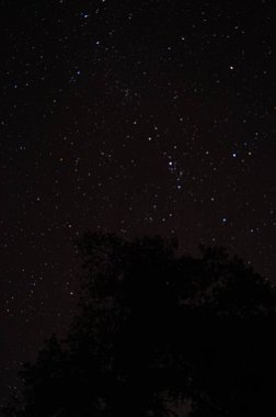 Orion takımyıldızı ve Pleiades takımyıldızının siluetli ağaçların üzerinde olduğu yıldızlı bir gece kozmik ve dingin bir gökyüzü yaratıyor..