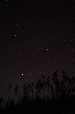 Ursa Major takımyıldızıyla gece gökyüzü bir orman siluetinin üzerinde parlak yıldızlar ve karanlık bir gökyüzünün altında kozmik berraklık sergiliyor..