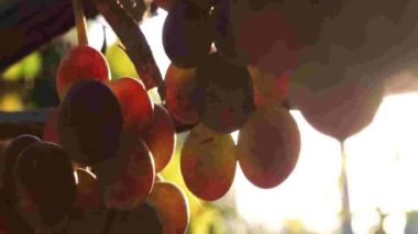 Üzüm bağında Pikselleştirilmiş Üzümler Sıcak Güneş Işığı ve Eski Kamera Eseri